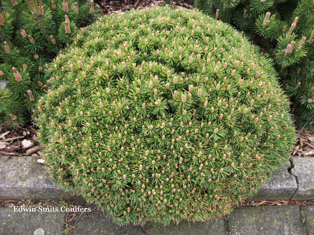 Pinus mugo 'Benjamin'